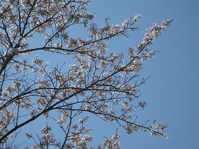 f:id:docan:20140412132637j:image