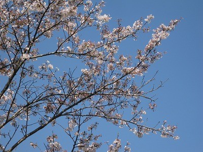 f:id:docan:20140413093915j:image