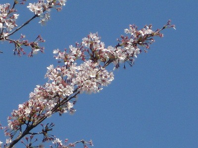 f:id:docan:20140413093916j:image