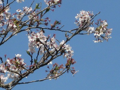 f:id:docan:20140413093917j:image