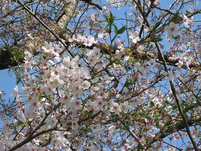 f:id:docan:20140413093918j:image