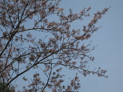 f:id:docan:20140418070635j:image
