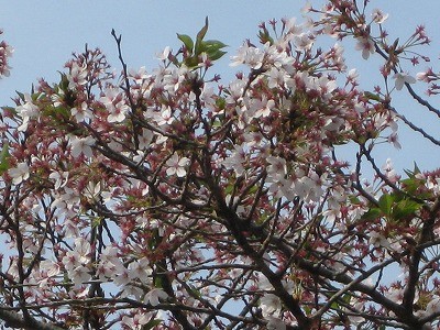 f:id:docan:20140418070637j:image