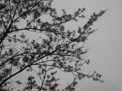 f:id:docan:20140418225506j:image