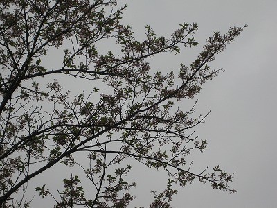 f:id:docan:20140421233912j:image