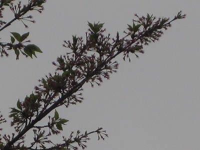 f:id:docan:20140421233913j:image