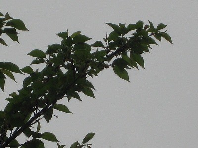 f:id:docan:20140430221156j:image
