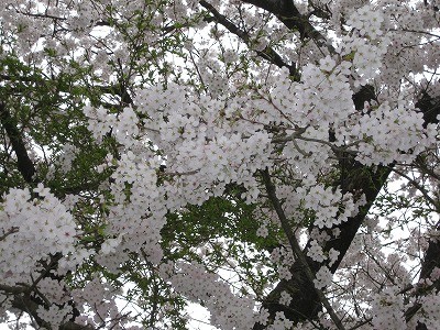 f:id:docan:20150404111016j:image
