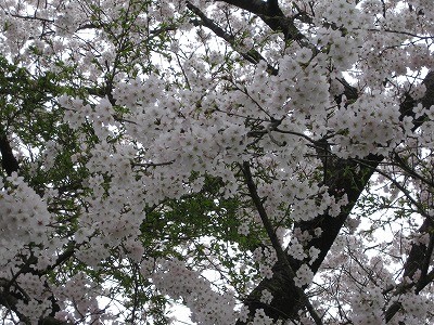 f:id:docan:20150404111017j:image
