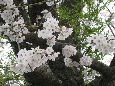 f:id:docan:20150404111018j:image