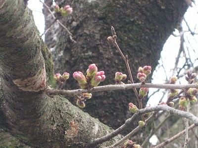 f:id:docan:20160401002053j:image