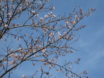 f:id:docan:20160406210340j:image