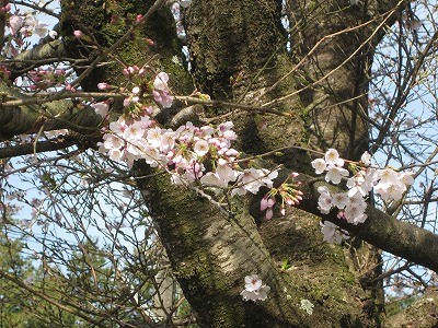 f:id:docan:20160406210342j:image