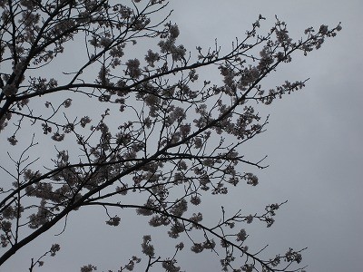 f:id:docan:20160407223540j:image
