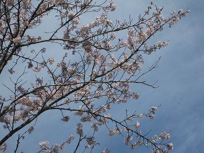 f:id:docan:20160409030932j:image