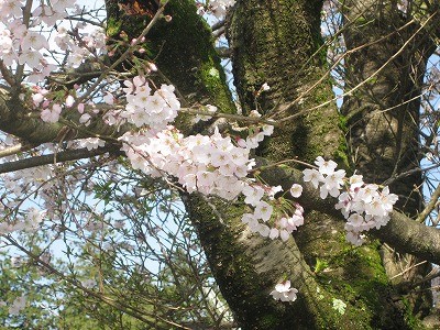 f:id:docan:20160409030936j:image