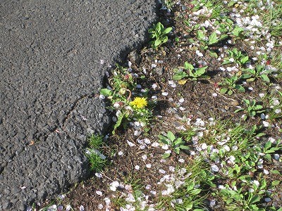 f:id:docan:20160415225311j:image