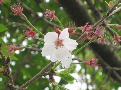 f:id:docan:20160421231525j:image