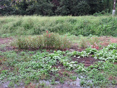 f:id:docan:20160923015113j:image