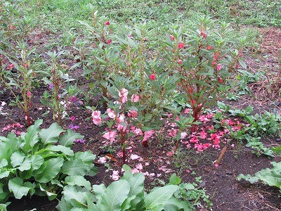 f:id:docan:20160923015115j:image