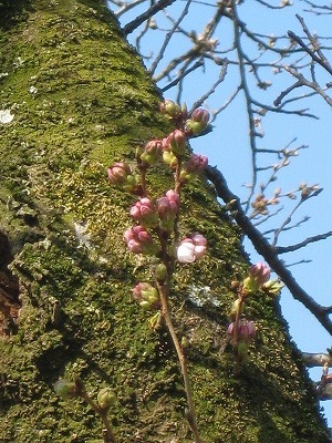 f:id:docan:20170403230000j:image