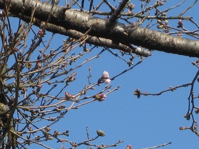 f:id:docan:20170403230001j:image