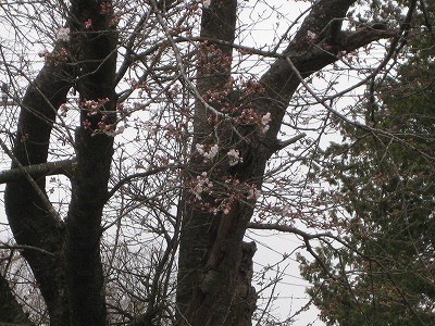 f:id:docan:20190413200218j:plain