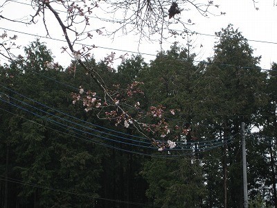 f:id:docan:20190413200701j:plain