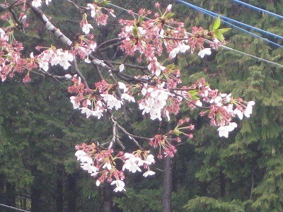 f:id:docan:20190415231449j:plain