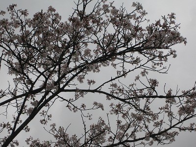 f:id:docan:20190415231454j:plain