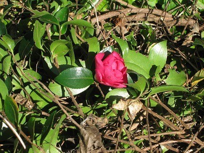 f:id:docan:20211126215640j:plain