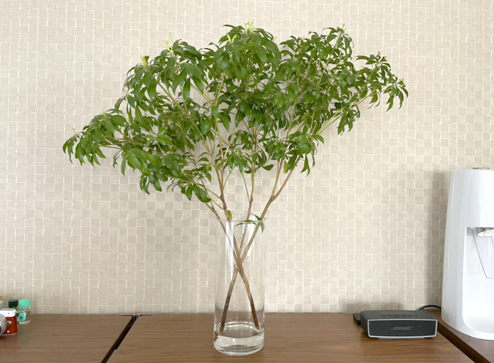 f:id:dochi-m:20210302195322j:plain