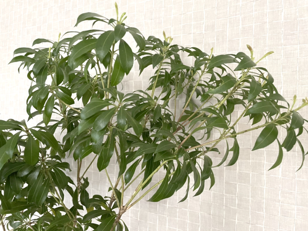 f:id:dochi-m:20210302195329j:plain