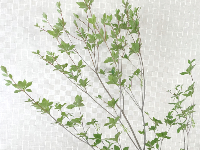 f:id:dochi-m:20210726104550j:plain