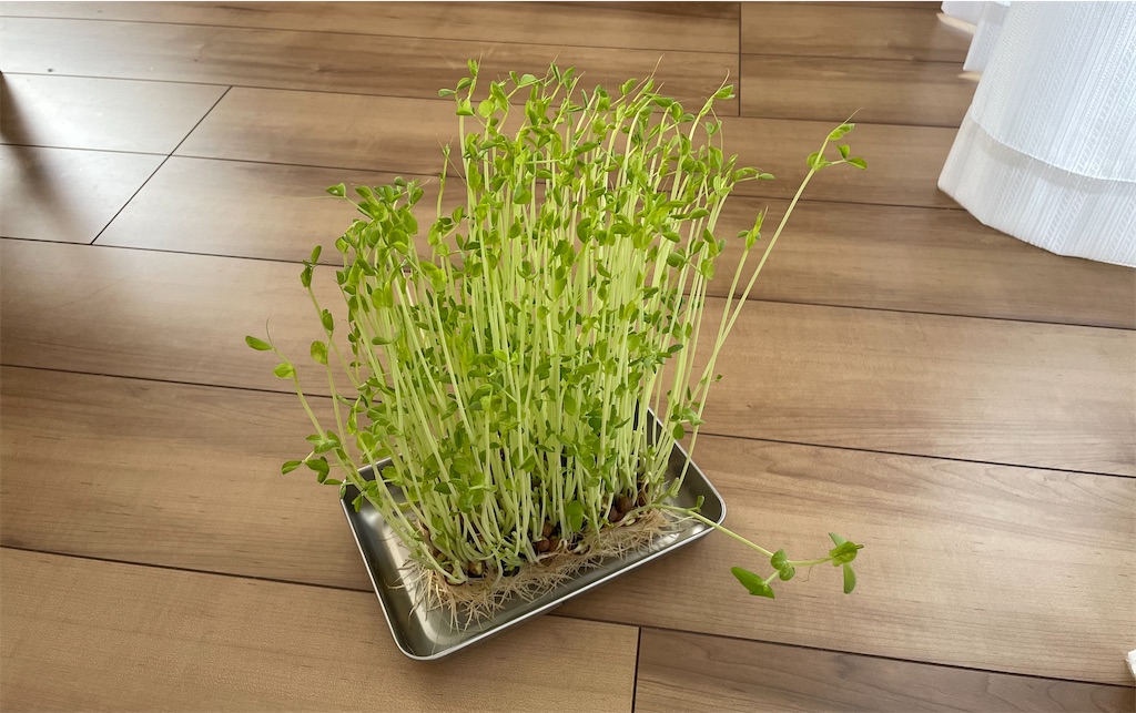 f:id:dochi-m:20210928151336j:image