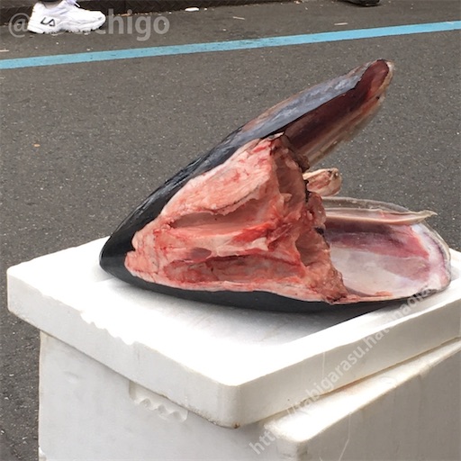 f:id:docichigo:20220116201212j:image