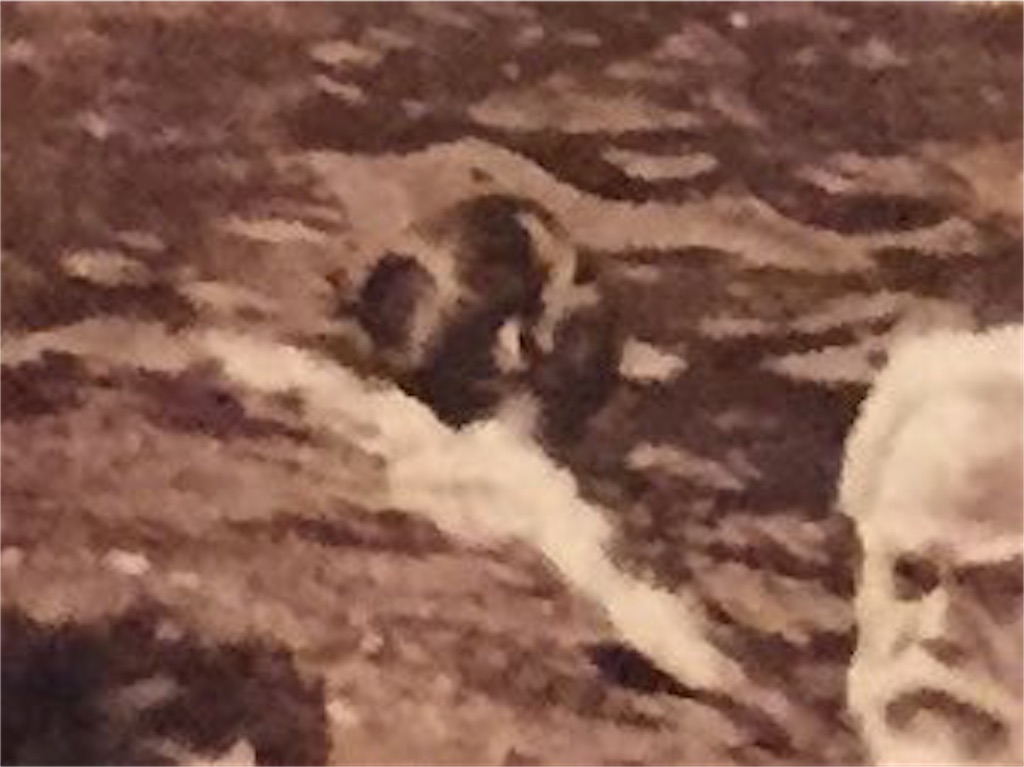 f:id:dockside1:20190227211638j:image f:id:dockside1:20190227211638j:image