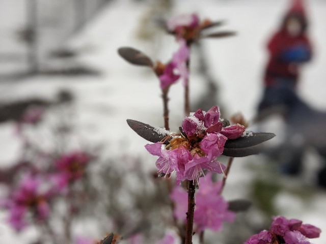 f:id:doco-kodomo:20200317125958j:image
