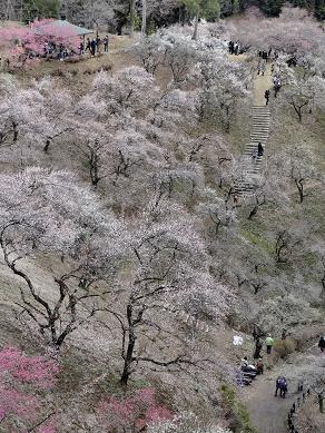 梅の公園
