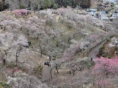 梅の公園