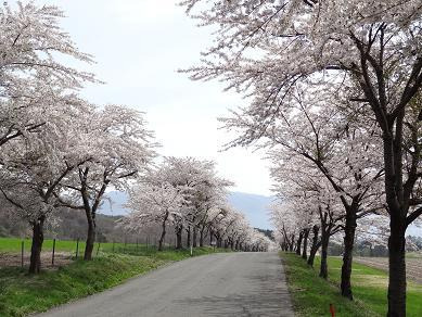 町営牧場の桜