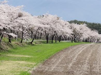 町営牧場の桜