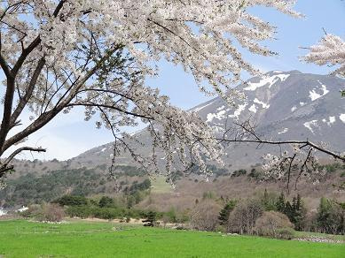 町営牧場の桜