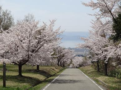 町営牧場の桜