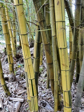 ワヒアワ植物園