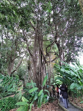 ワヒアワ植物園