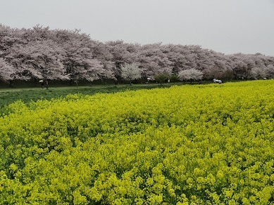 権現堂堤