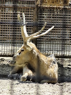 熊本市動植物園