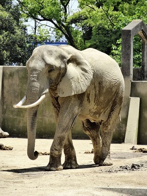 熊本市動植物園
