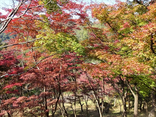 f:id:docoiko:20211109045212j:plain